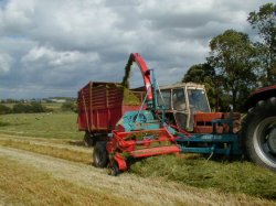 Cutting the grass for silage