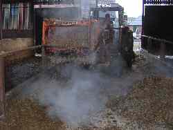Feeding the cow with silage