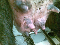 Six udders instead of four