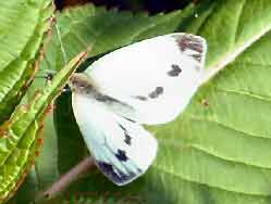 Small Cabbage White