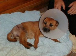 Smidge recovering at home after her Accident.