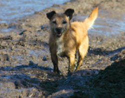 Smidge standing in mud