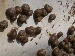 67 Snails - Query new food export business