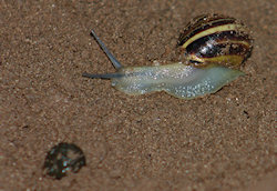 a Snail at the entrance to a rabbit warren