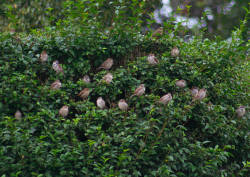 Flock of sparrows