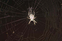 Orb spider