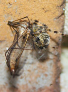 Spider invites a crane fly to dinner