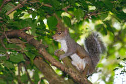 Grey Squirrel