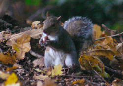 Squirrel gathering acorns