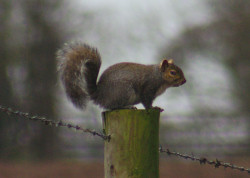 Squirrel poses on post