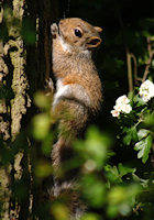 Young squirrel on tree