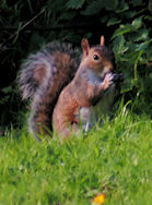 Squirrel devouring its victim :-)