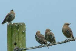 Young Starlings
