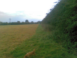 Unsprayed strip at edge of field for wildlife