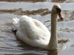 Mute Swan