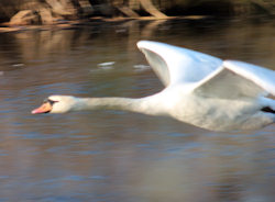 swan flying low along river
