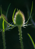 A Teasel