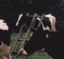 Thicko, The most accident prone animal on the farm