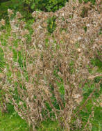 dead thistles