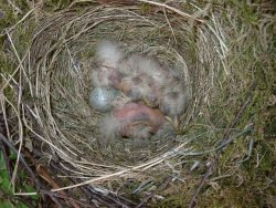 Two mor hatch. The fourth never hatches