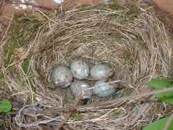 Thrush Nest