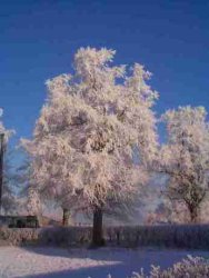 Snow and Frost on trees01