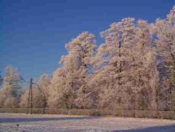 Snow and Frost on trees02