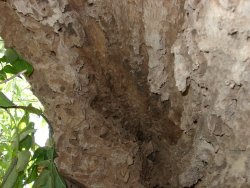 A small case of woodworm?