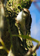 treecreeper