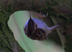 Tree Creeper