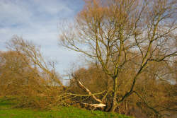 Heavily damaged willow