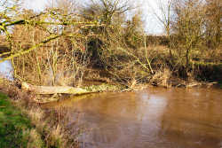 Tree across the Dane