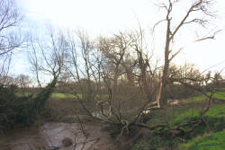Willow blown down ito the river