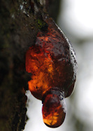 Tree sap from an apple tree