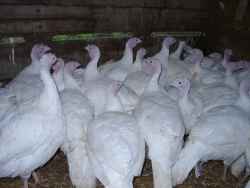 Anyone for sage and onion