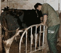 In this picture our vet Simon is examining a cows breathing.