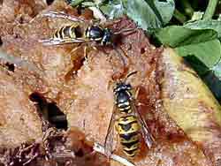 Wasps eating rotten pear