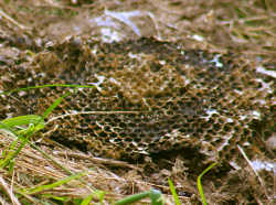 Honeycomb from wasp nest