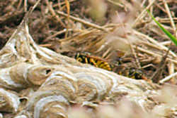Wasps on remains of nest