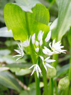 Ramson - aka Wild Garlic