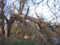 Fallen Willow