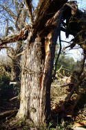 View of trunk of willow