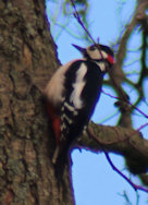 Great Spotted Woodpecker