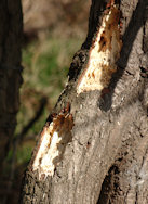 Damage caused by a Woodpecker