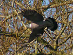Woodpidgeon takes flight