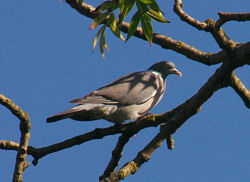 Woodpidgeon and BLUE sky