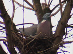 Wood pidgin building a nest
