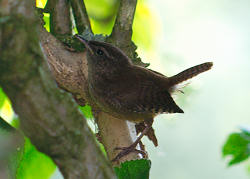 Jenny Wren