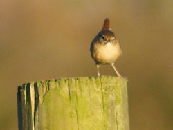 Wren stood upon post