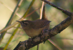 Wren